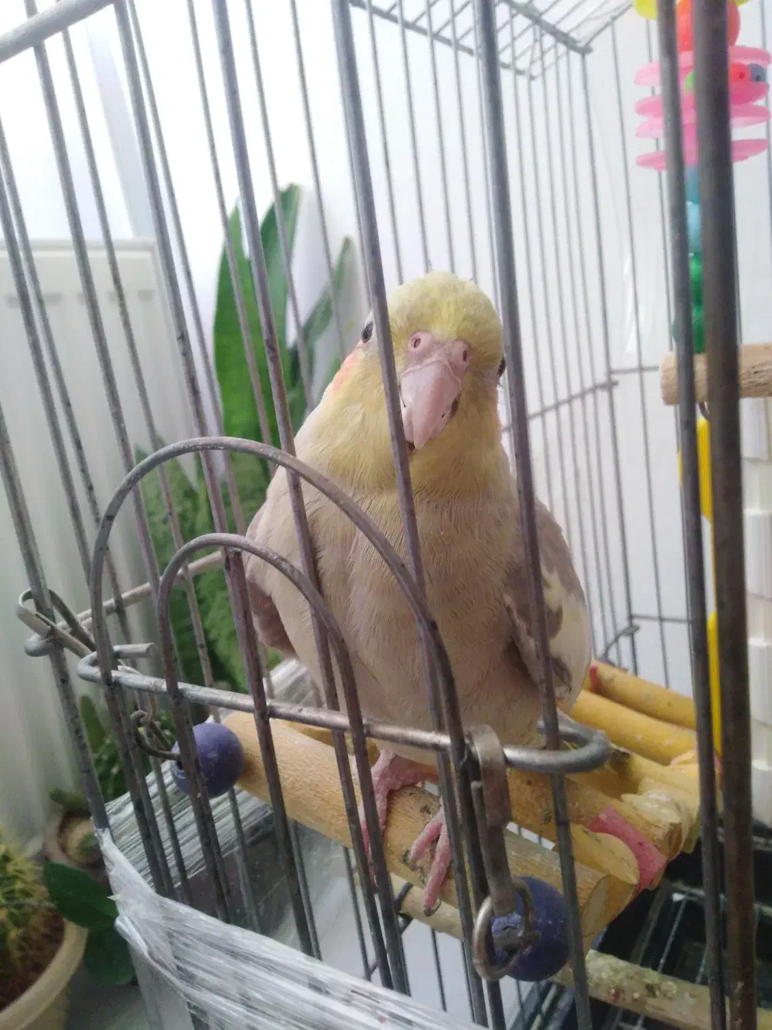 عروس هلندی|پرنده|زنجان, |دیوار