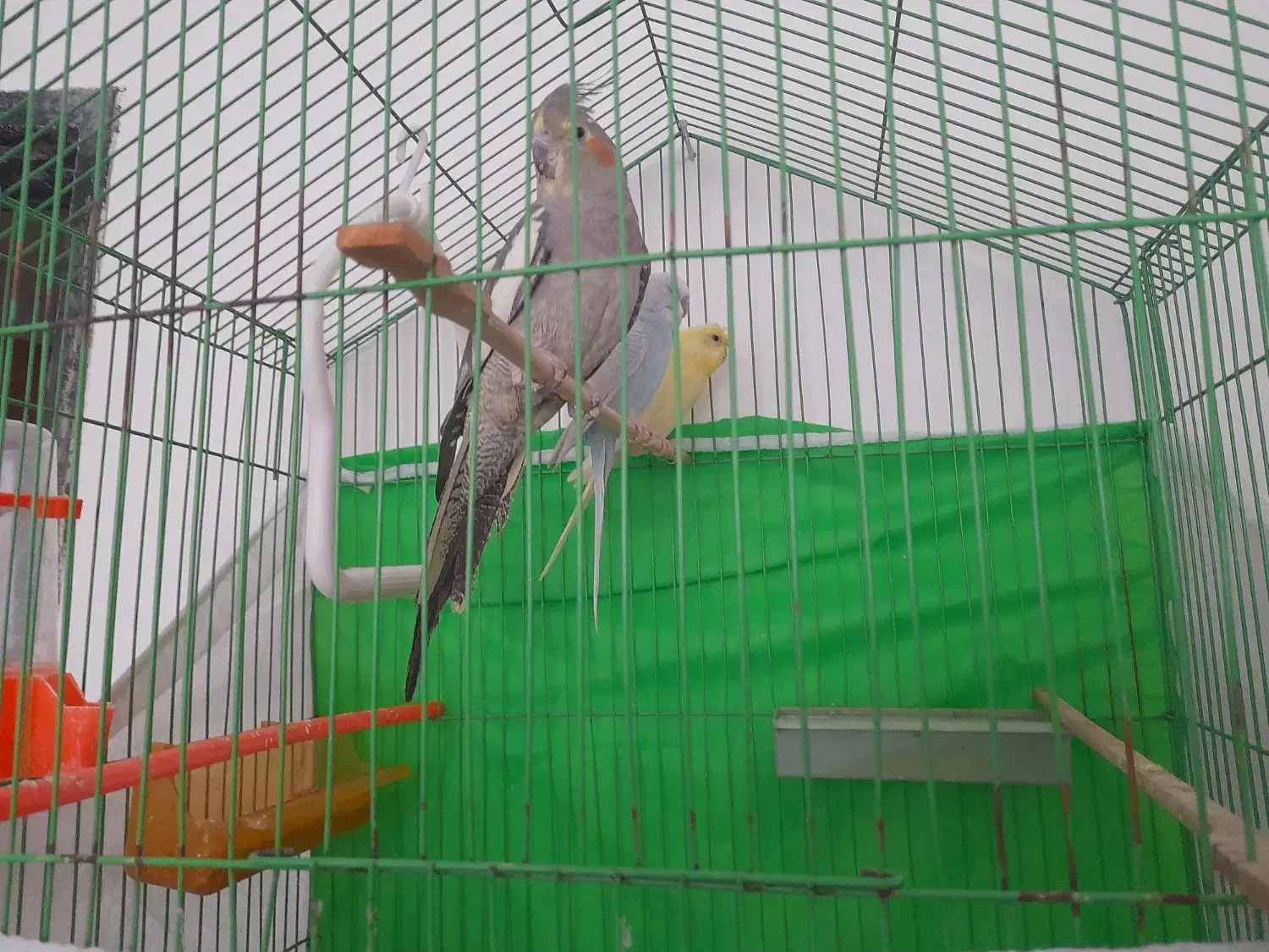 پرنده|پرنده|بیرجند, |دیوار