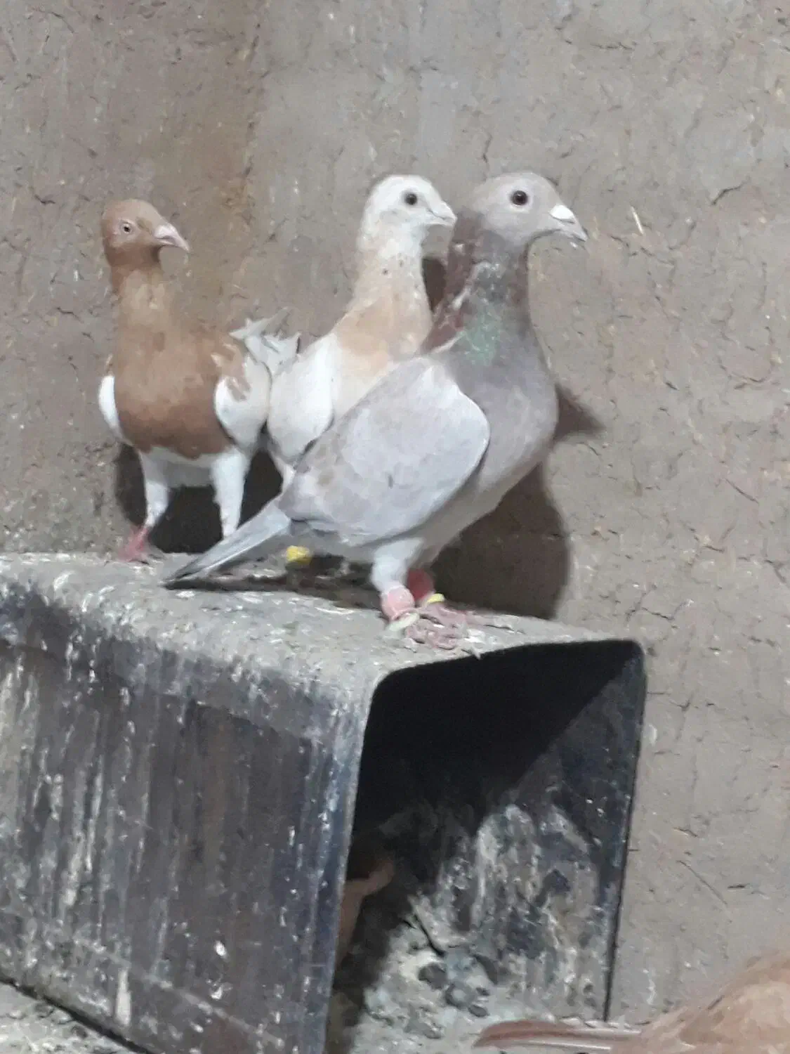 کبوتر هفرنگ زرد یهودی کبود خطی ماده خوشرنگ سیاه|پرنده|تاکستان, |دیوار