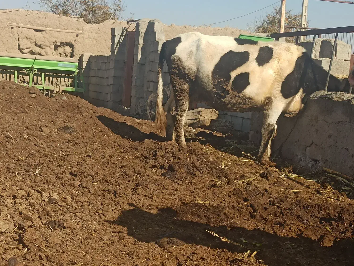 گاو ابستن|حیوانات مزرعه|جغتای, |دیوار