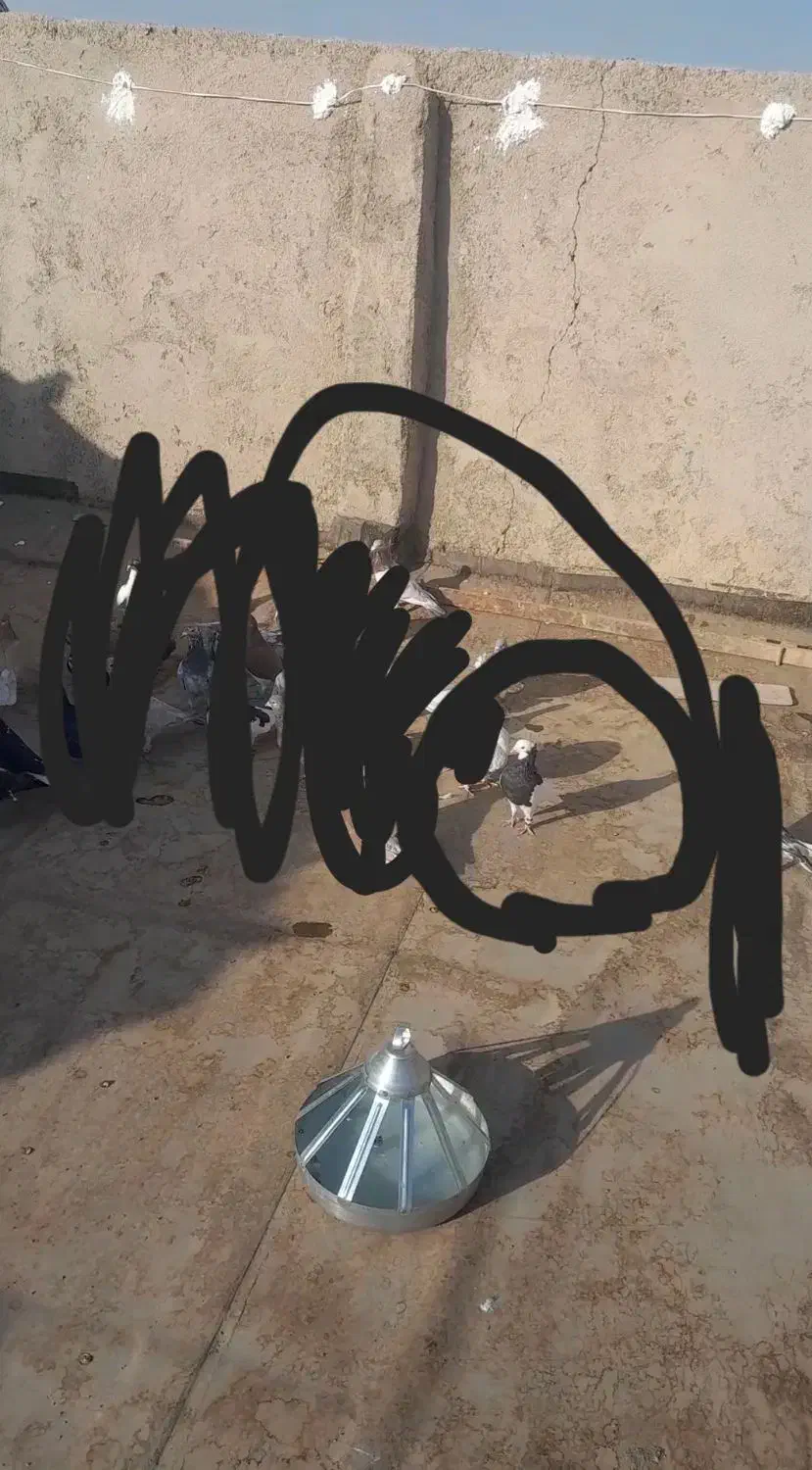 ناناز|حیوانات|نیشابور, ریوند|دیوار