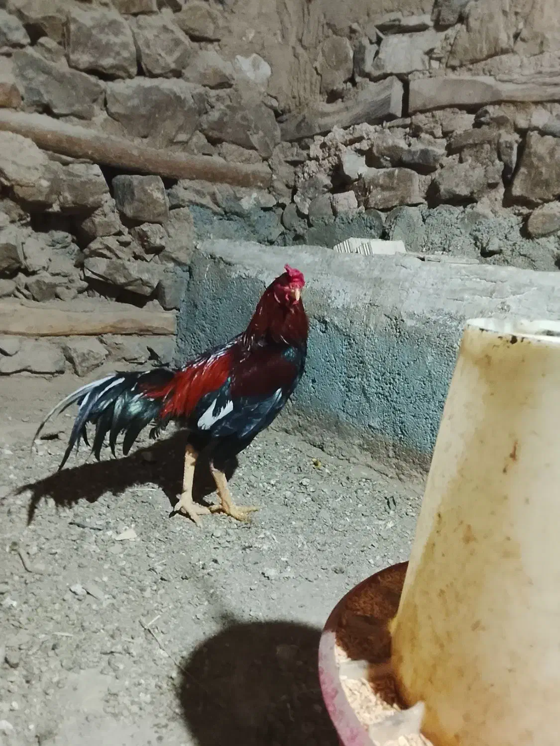 خروس|حیوانات مزرعه|سروآباد, |دیوار