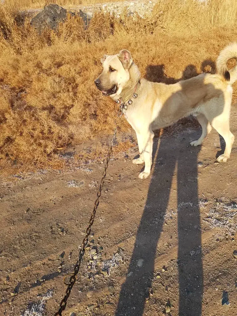 سگ سراب قد ۹۰|سگ|قلعه نو, |دیوار