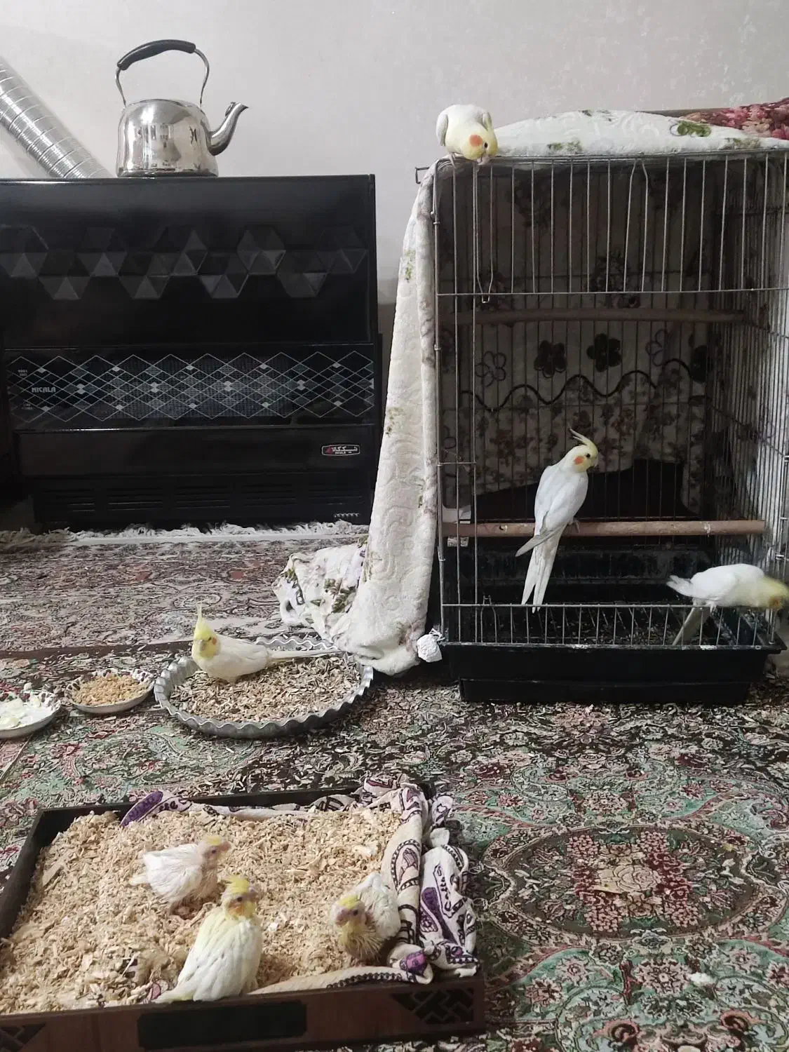 عروس هلندی|پرنده|شیراز, منطقه هوایی شهید دوران|دیوار