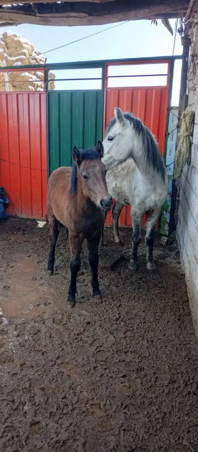 مادیان چابک سالم بافنوتیپ عالی باکره نریان سرحال|اسب و تجهیزات اسبسواری|باسمنج, |دیوار