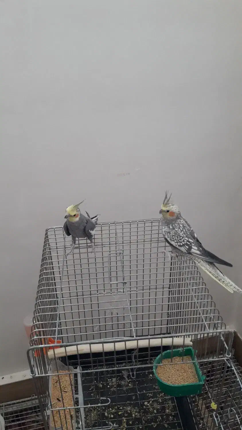 عروس هلندی|پرنده|عجب شیر, |دیوار