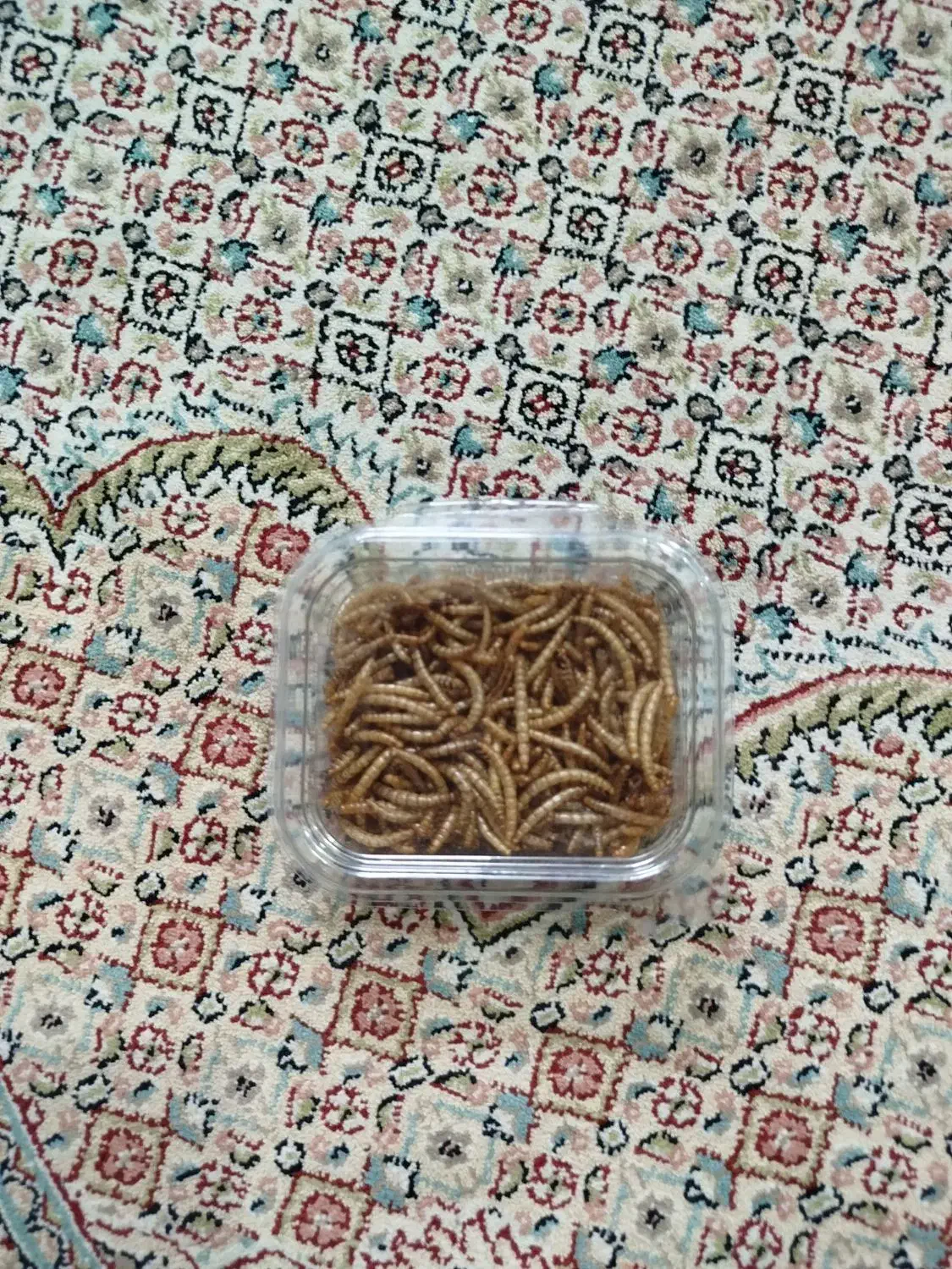 کرم میلورم خشک شده|خزنده|مشهد, شاهد (شهرک غرب)|دیوار