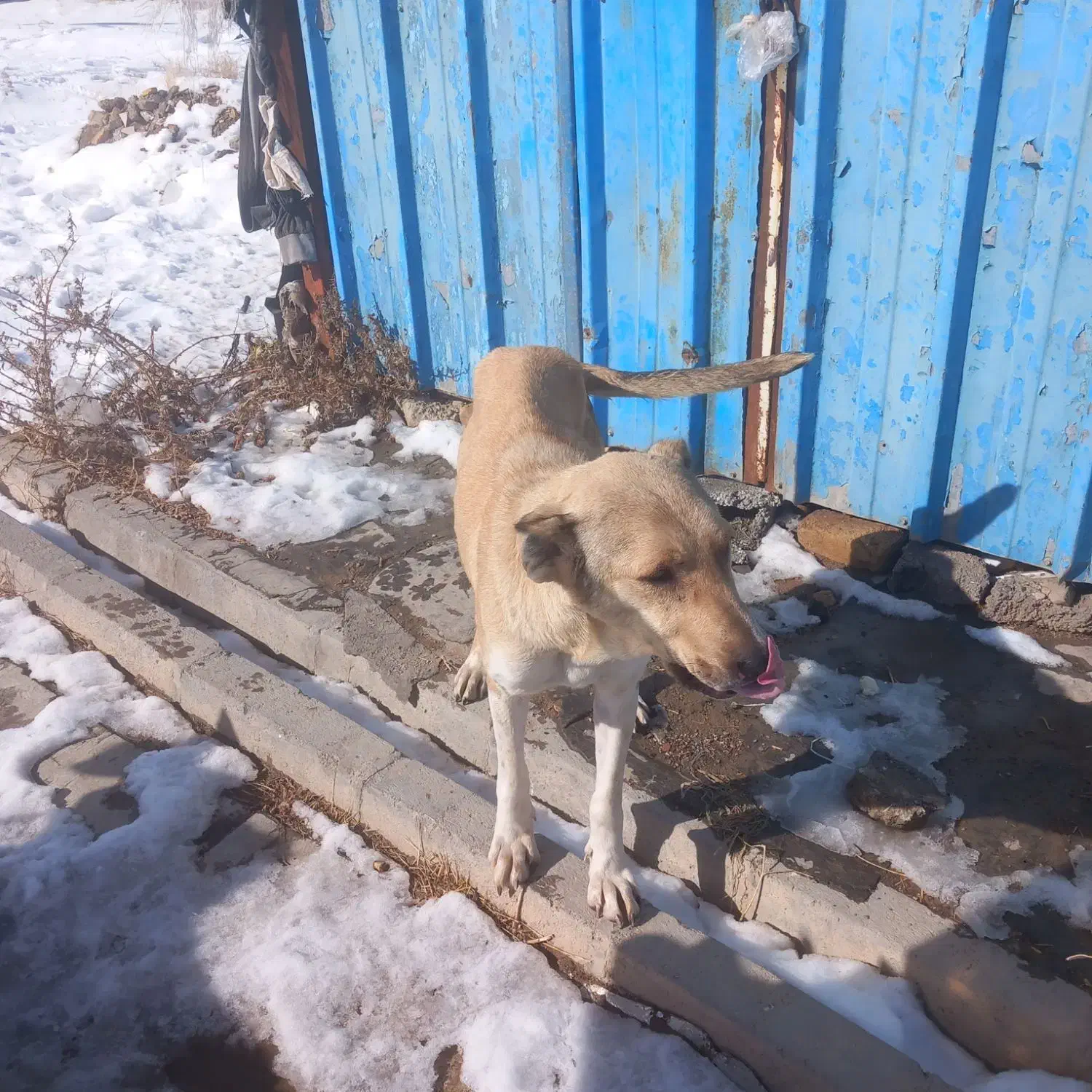 سگ سراب|سگ|ابهر, |دیوار