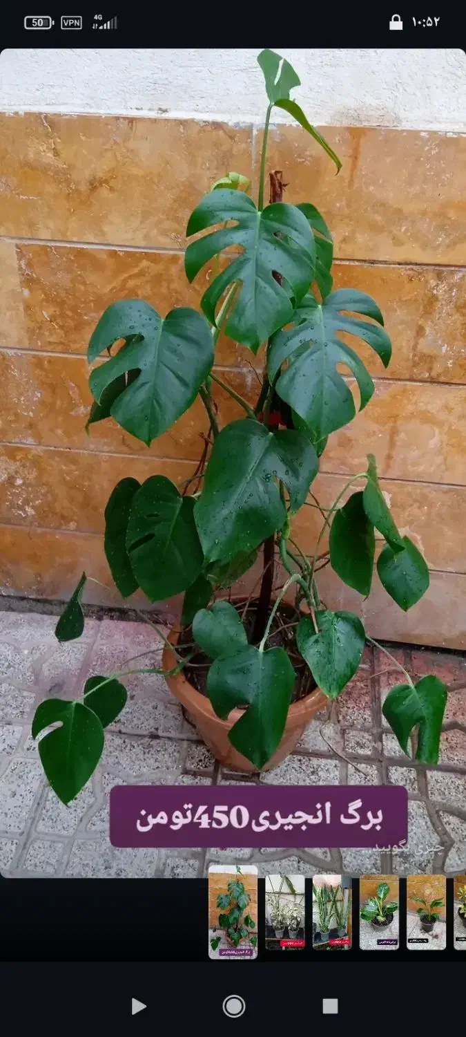 گلهای زیبا|گل و گیاه طبیعی|اردبیل, |دیوار