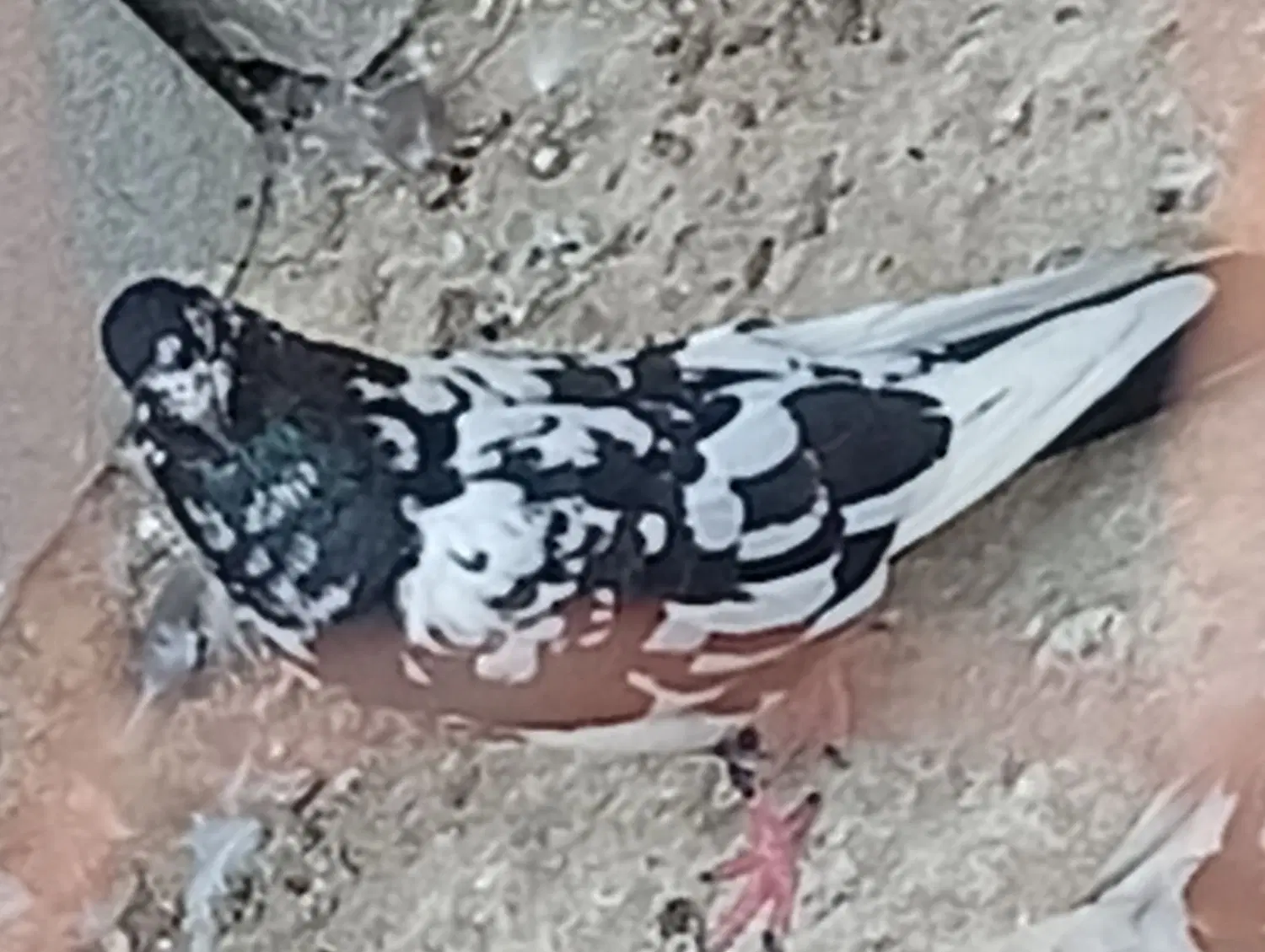 گره|پرنده|قشم, |دیوار