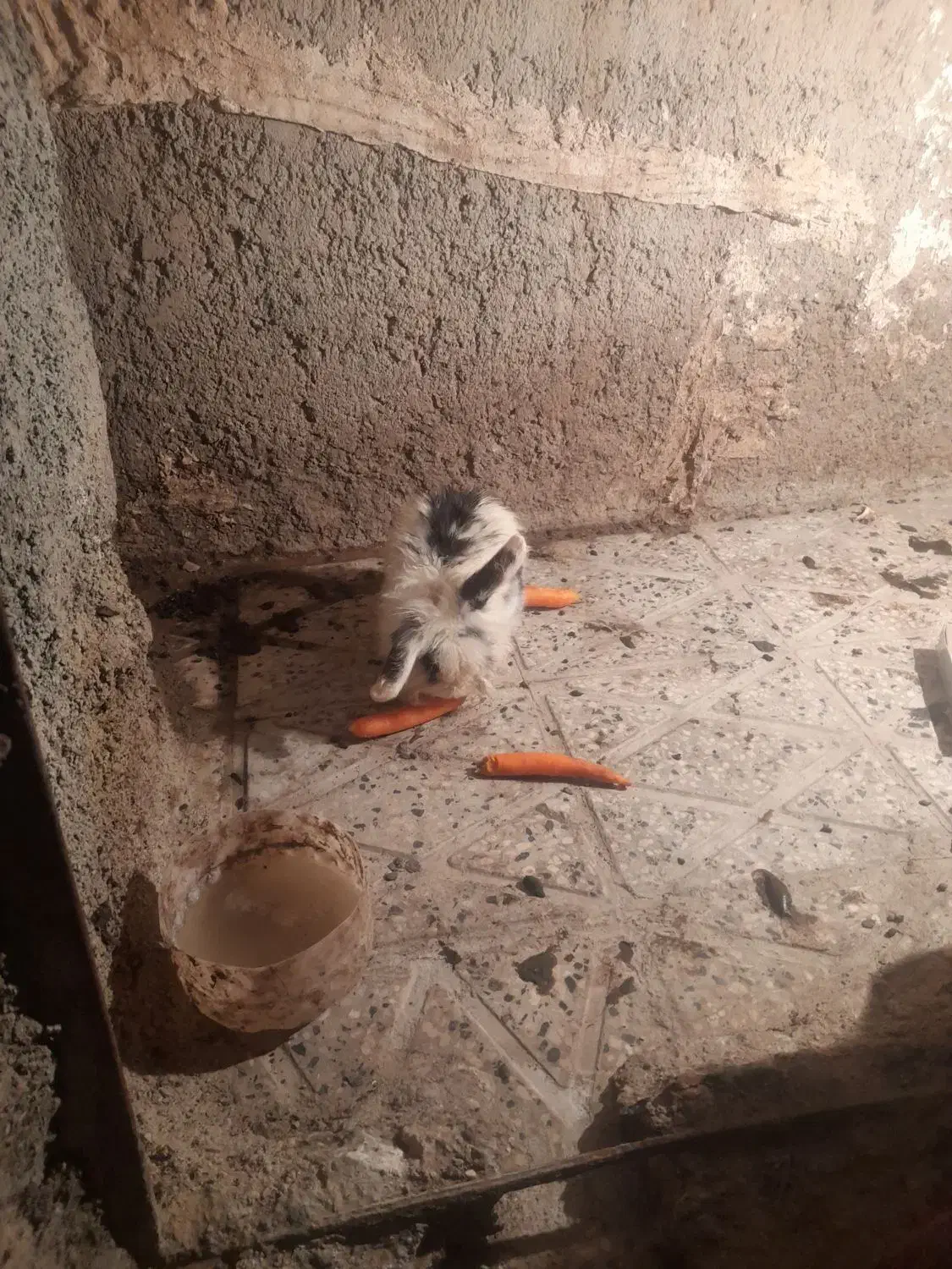 خرگوش لوپ|موش و خرگوش|قائن, |دیوار