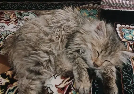 گربه|گربه|شازند, |دیوار