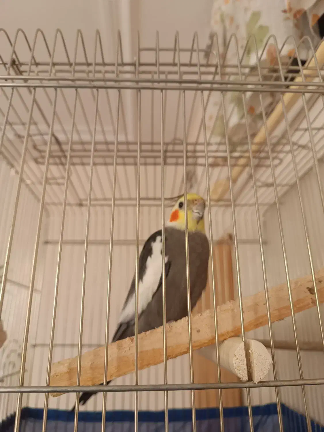 یک جفت عروس هلندی مولد کارداده|پرنده|اقبالیه, |دیوار