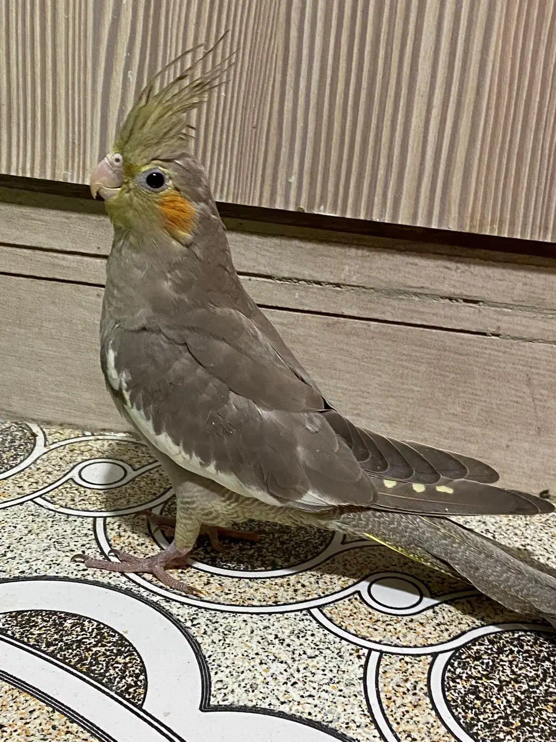 جوجه عروس هلندی دوماهه|پرنده|فردیس, ثابتی|دیوار