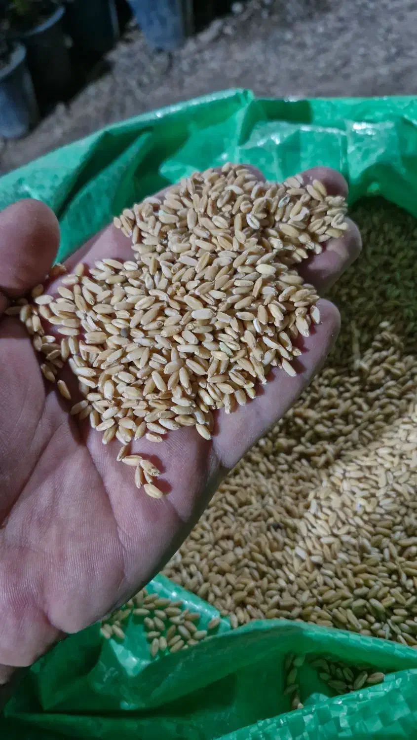 گندم دوبار بوجاری شده دیم|لوازم جانبی حیوانات|مشهد, مهدی آباد|دیوار