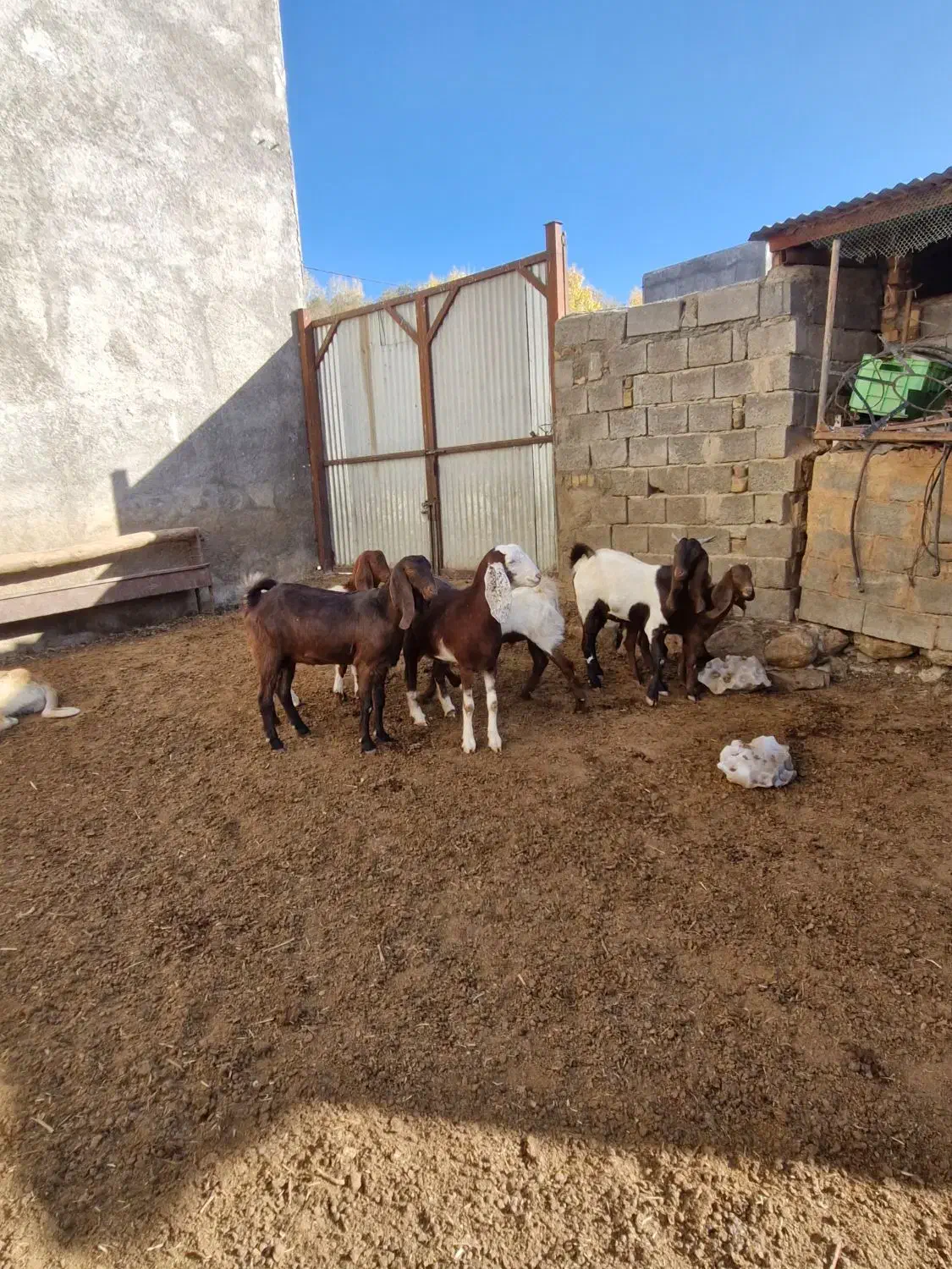 بز پاکستانی|حیوانات مزرعه|سربند, |دیوار