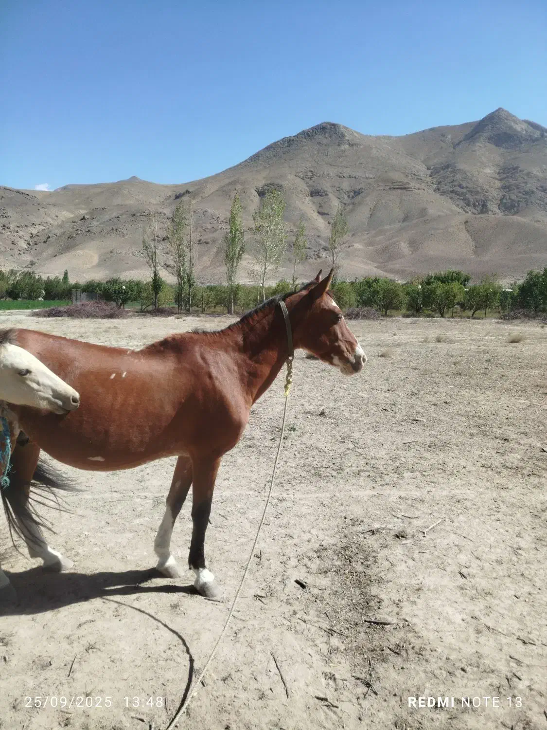 اسب مادیان|اسب و تجهیزات اسبسواری|فیروزکوه, |دیوار