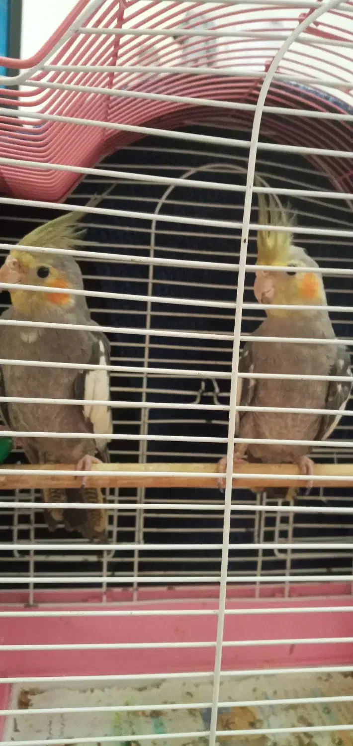 فروش|پرنده|شفت, |دیوار