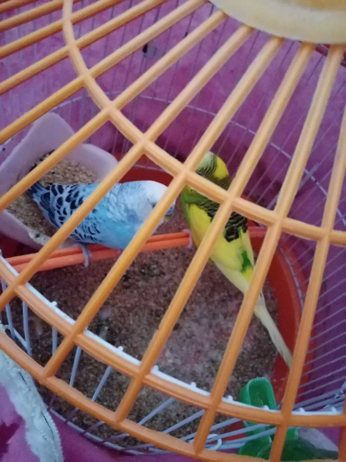 مرغ عشق دستی|پرنده|گرگان, |دیوار