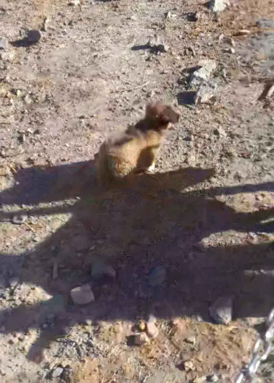 توله سگ پودل شیتزو|سگ|تفرش, |دیوار