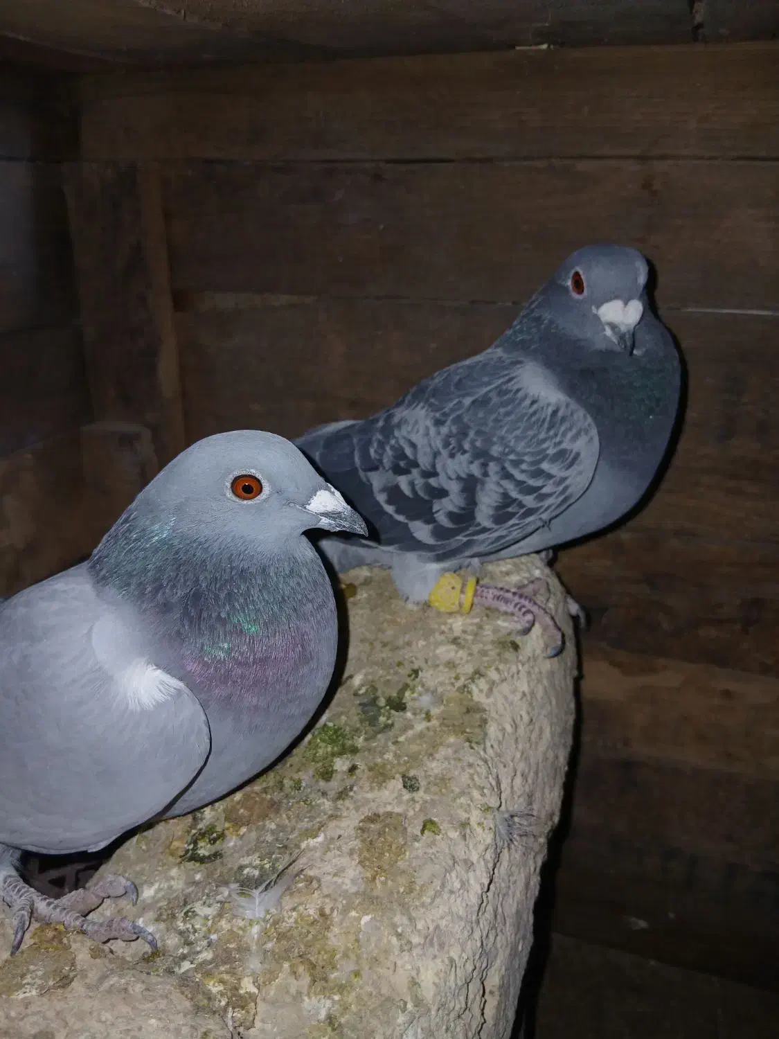 پلاکی|پرنده|کنگاور, |دیوار