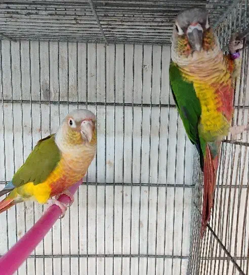 طوطی گرینچیک خورشیدی|پرنده|اردبیل, |دیوار