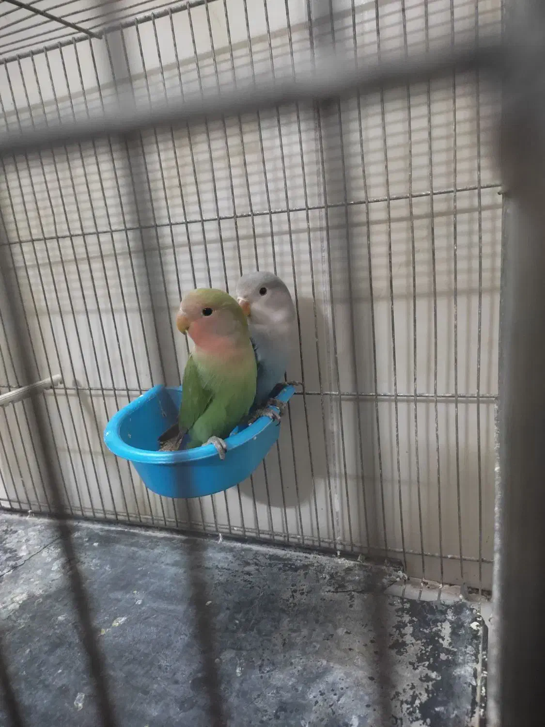 کوتوله دستی|پرنده|مشهد, شهید آوینی|دیوار