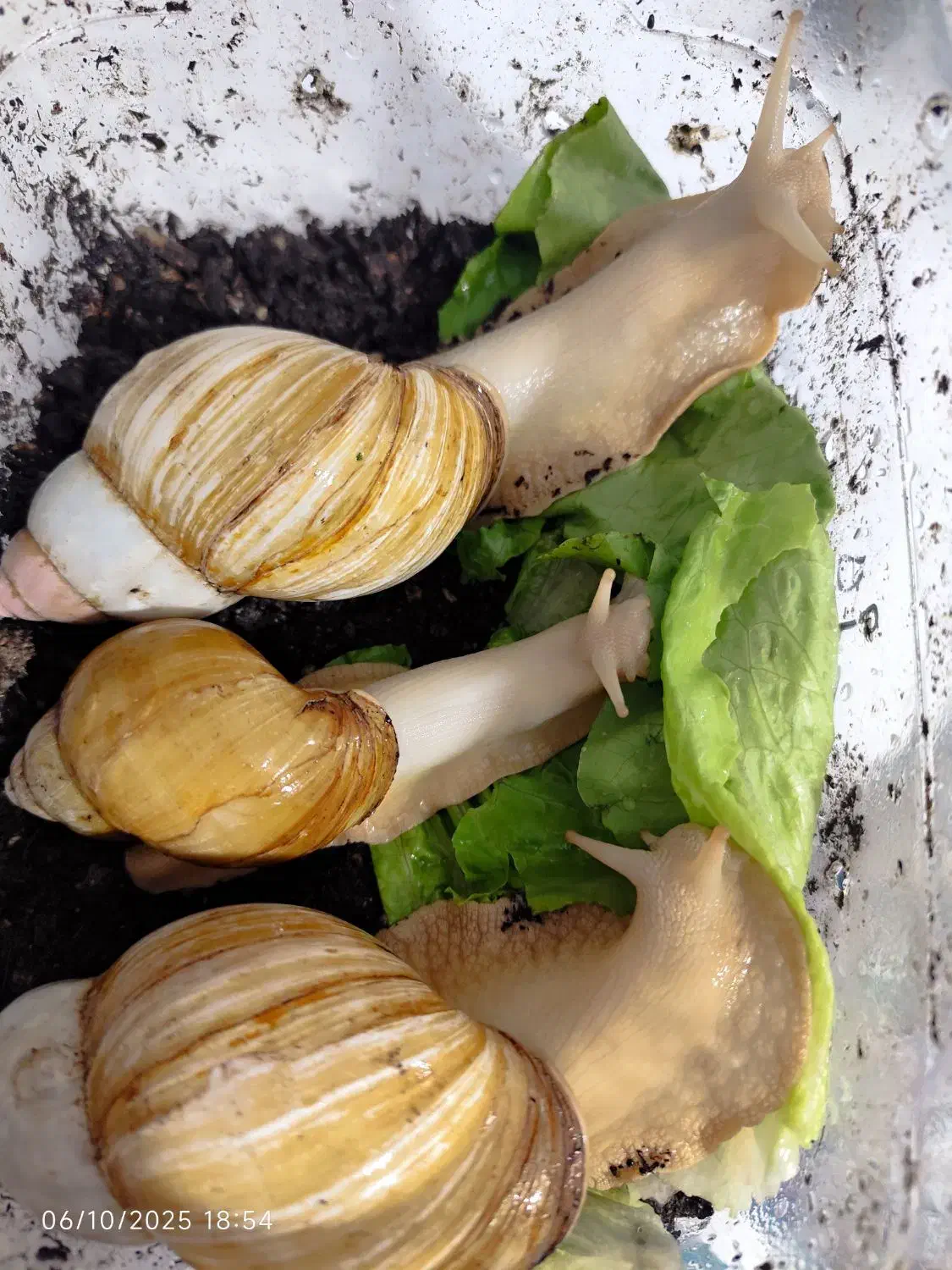 حلزون|خزنده|سنندج, |دیوار