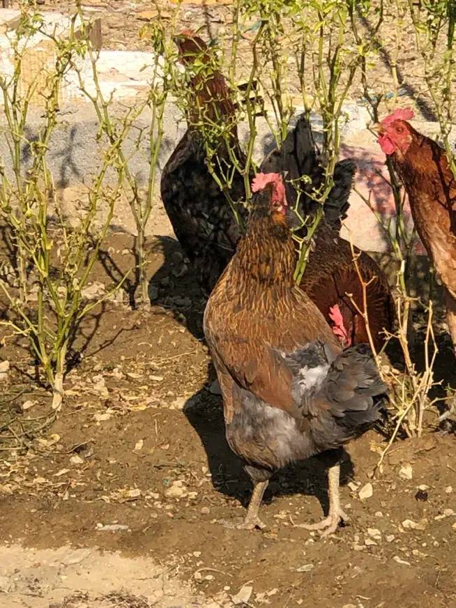 مرغ و خروس|حیوانات مزرعه|کرج, شهرک کیوانیه(معراج)|دیوار