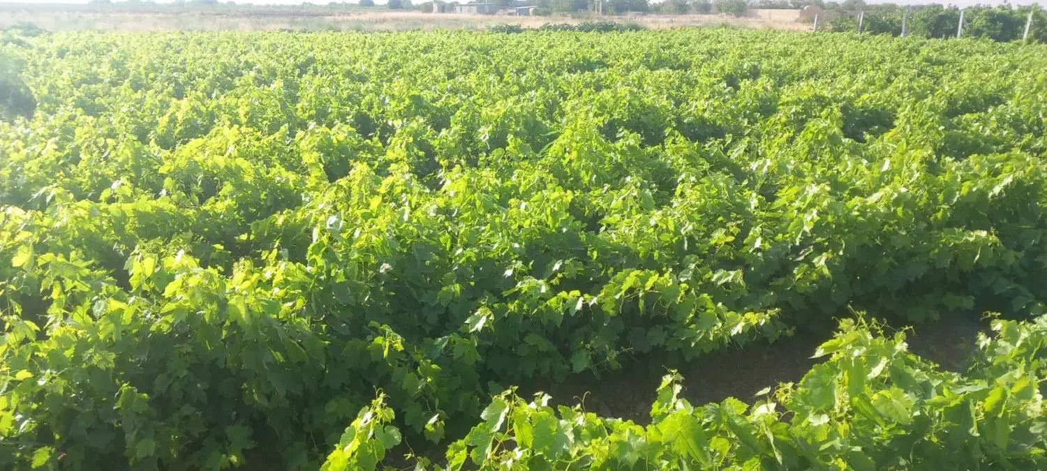 نهال انگور تاکستان|عمده‌فروشی|خرمدشت, |دیوار