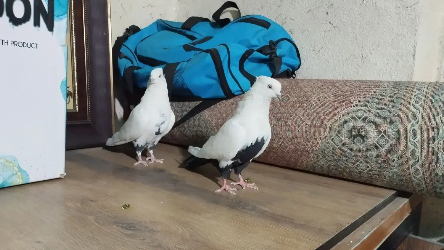 نرو ماده دم سیاه، نر خطی|پرنده|خرمآباد, |دیوار