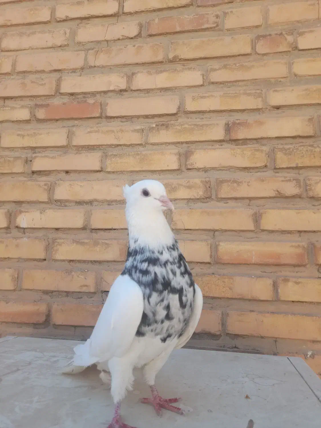 طوقی|پرنده|آغاجاری, |دیوار