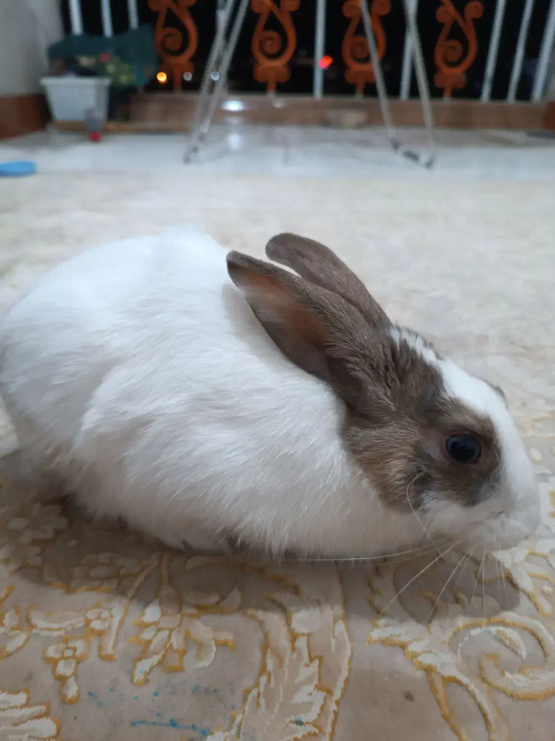 خرگوش|موش و خرگوش|یاسوج, |دیوار