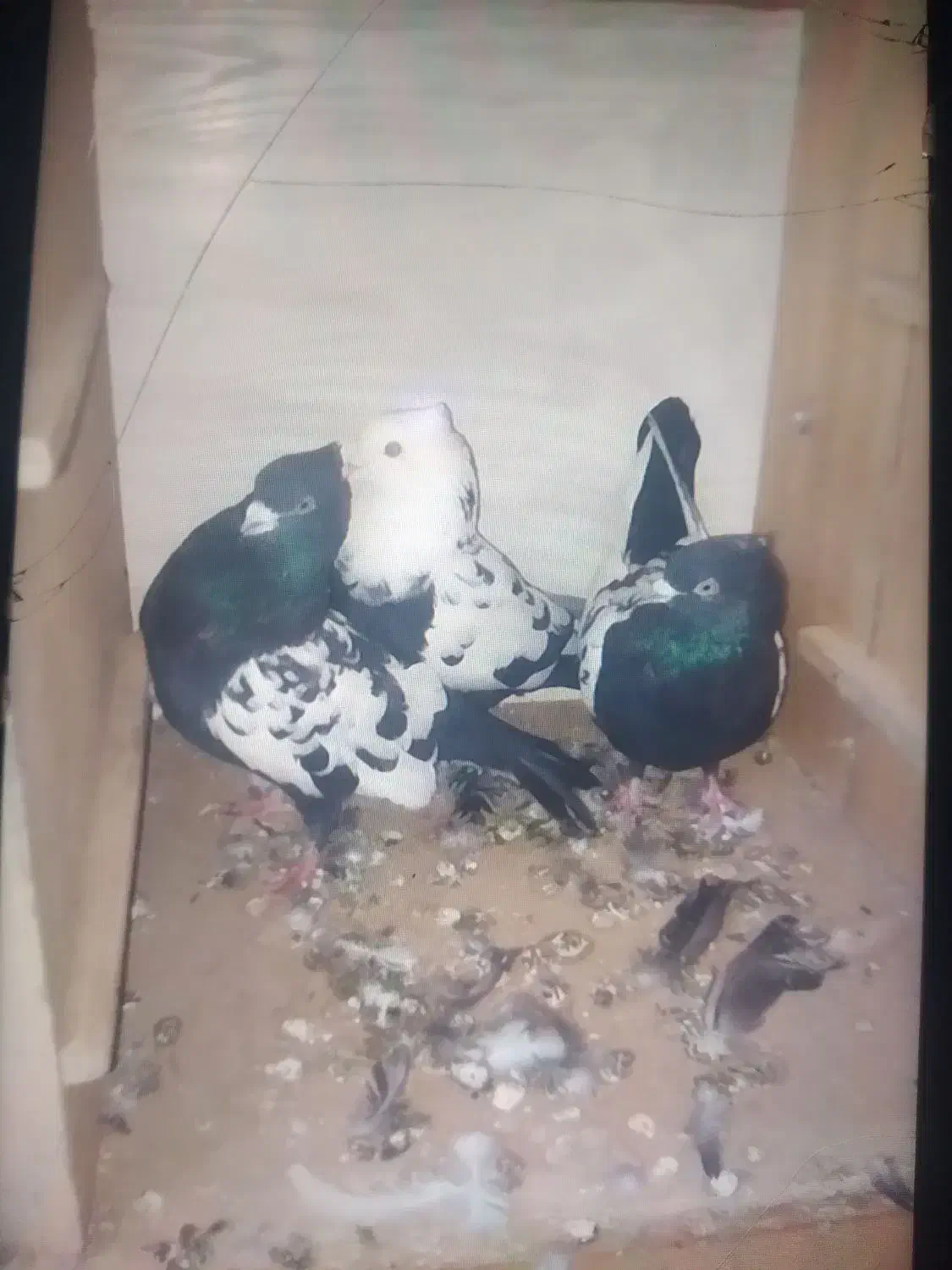 کفتر|پرنده|بوئین زهرا, |دیوار