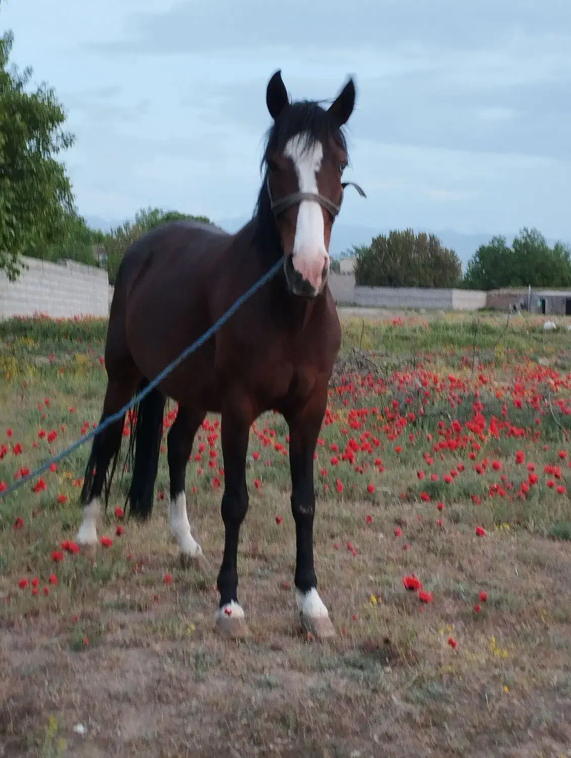 باسلام اسب کردپنچ نشان ازنژادجوشن تبریز|اسب و تجهیزات اسبسواری|مشگین شهر, |دیوار