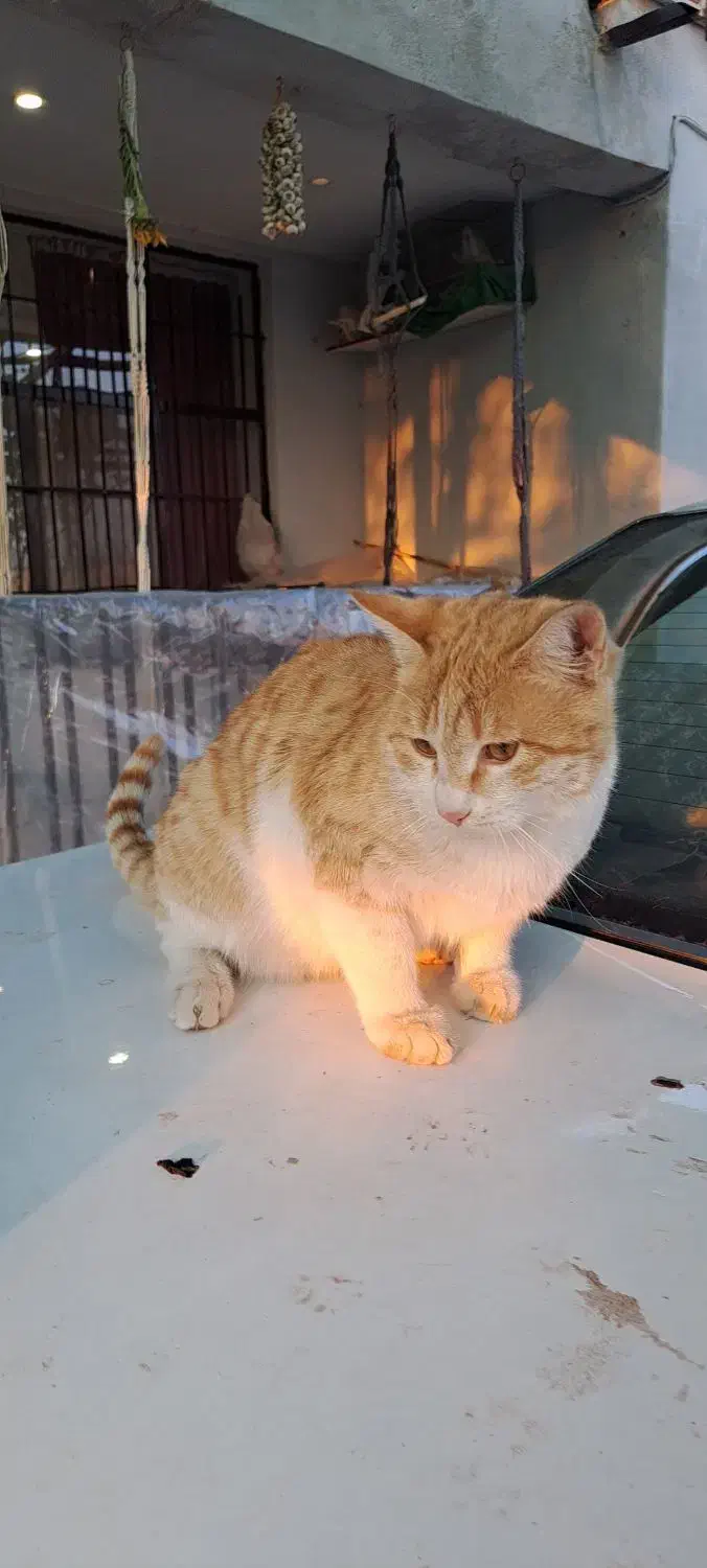 واگذاری گربه های DSH|گربه|دماوند, دماوند|دیوار