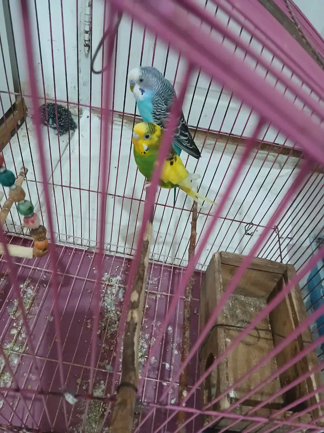 مرغ عشق و عروس هلندی بفروش میرسد|پرنده|املش, |دیوار