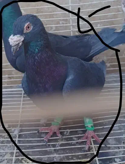 زاغ آلمانی نر هوایی قور قوری|پرنده|تربتحیدریه, مظفریه|دیوار