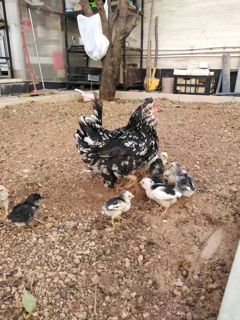 جوجه مرغ و خروس گلین اصل|حیوانات مزرعه|شیراز, شهرک گلستان|دیوار