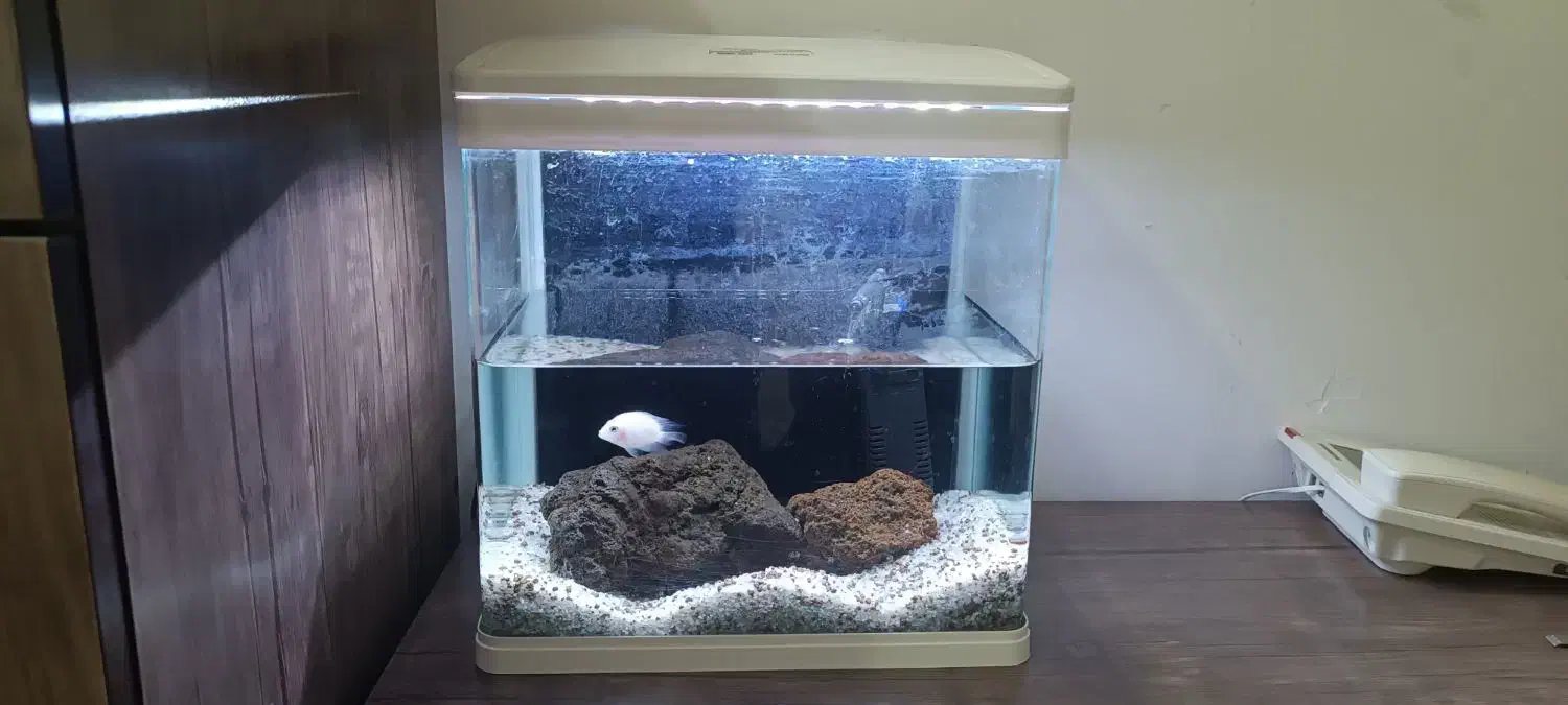 اکواریوم شرکتی نو دلسا با پمپ|ماهی|ری, شهید غیوری (ابن باویه)|دیوار