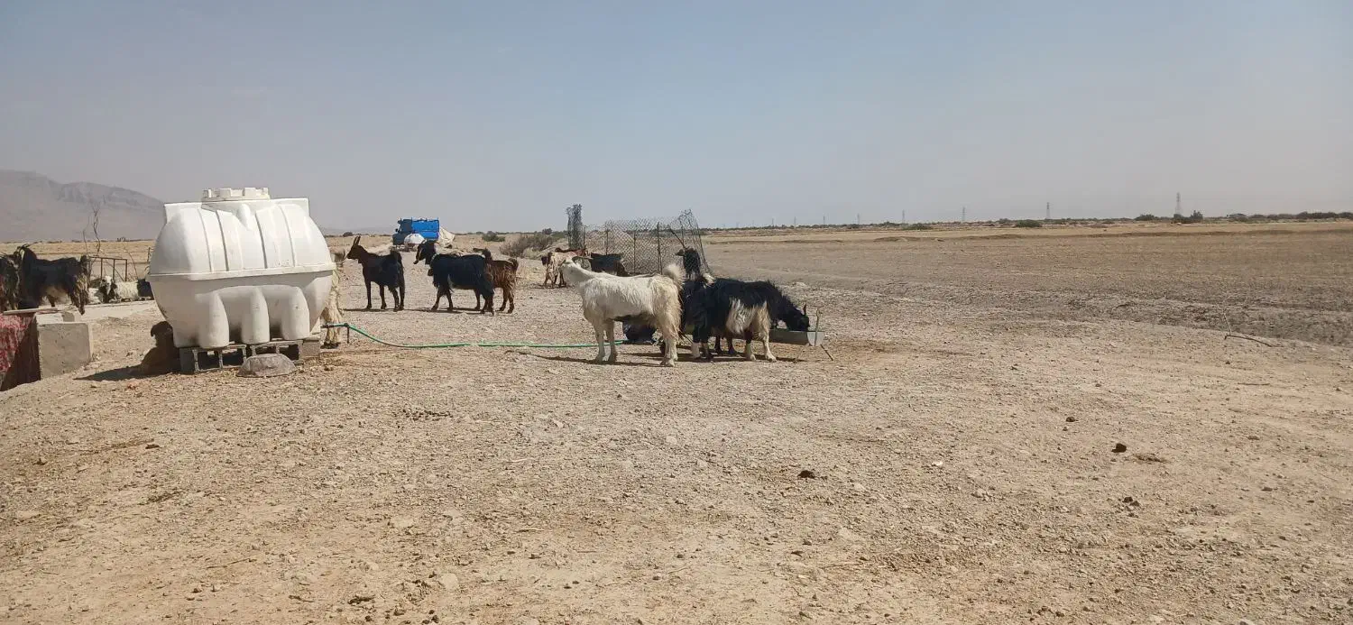 فروشی|حیوانات مزرعه|مرودشت, ثبت احوال|دیوار