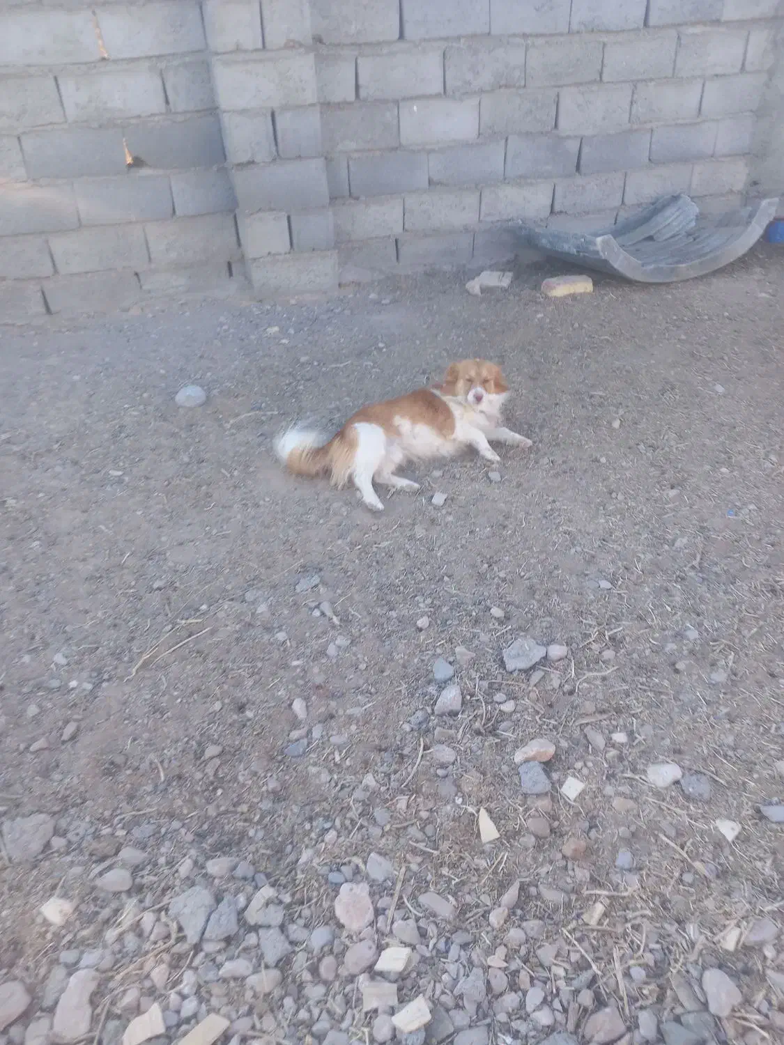 سگ پاکوتاه|سگ|قاسمآباد (خواف), |دیوار