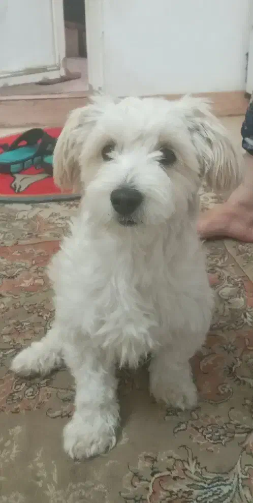 تولهسگ اشپیتز تریر کوچولو و باهوش|سگ|رشت, جماران|دیوار