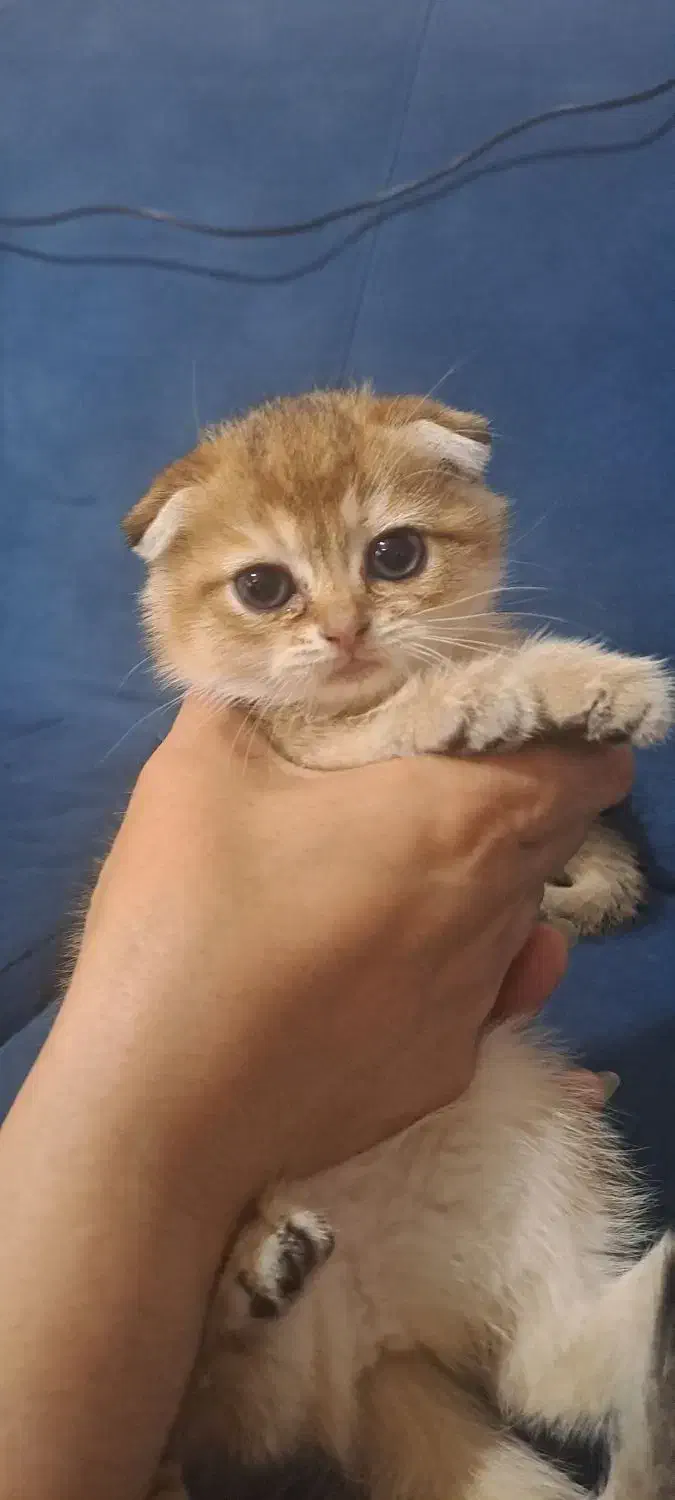 گربه گلد فولد|گربه|ساری, |دیوار