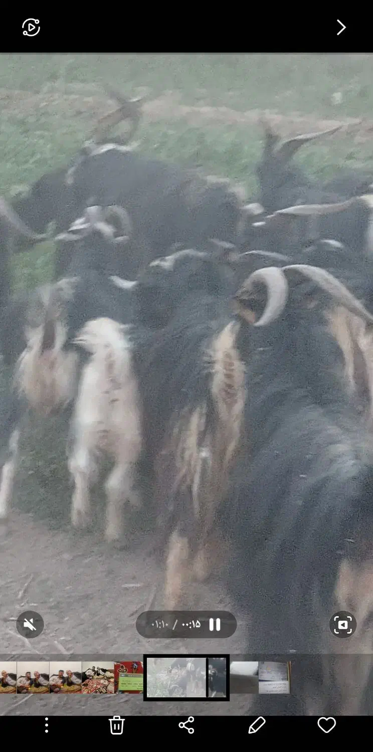 بز محلی|حیوانات مزرعه|پیشوا, |دیوار