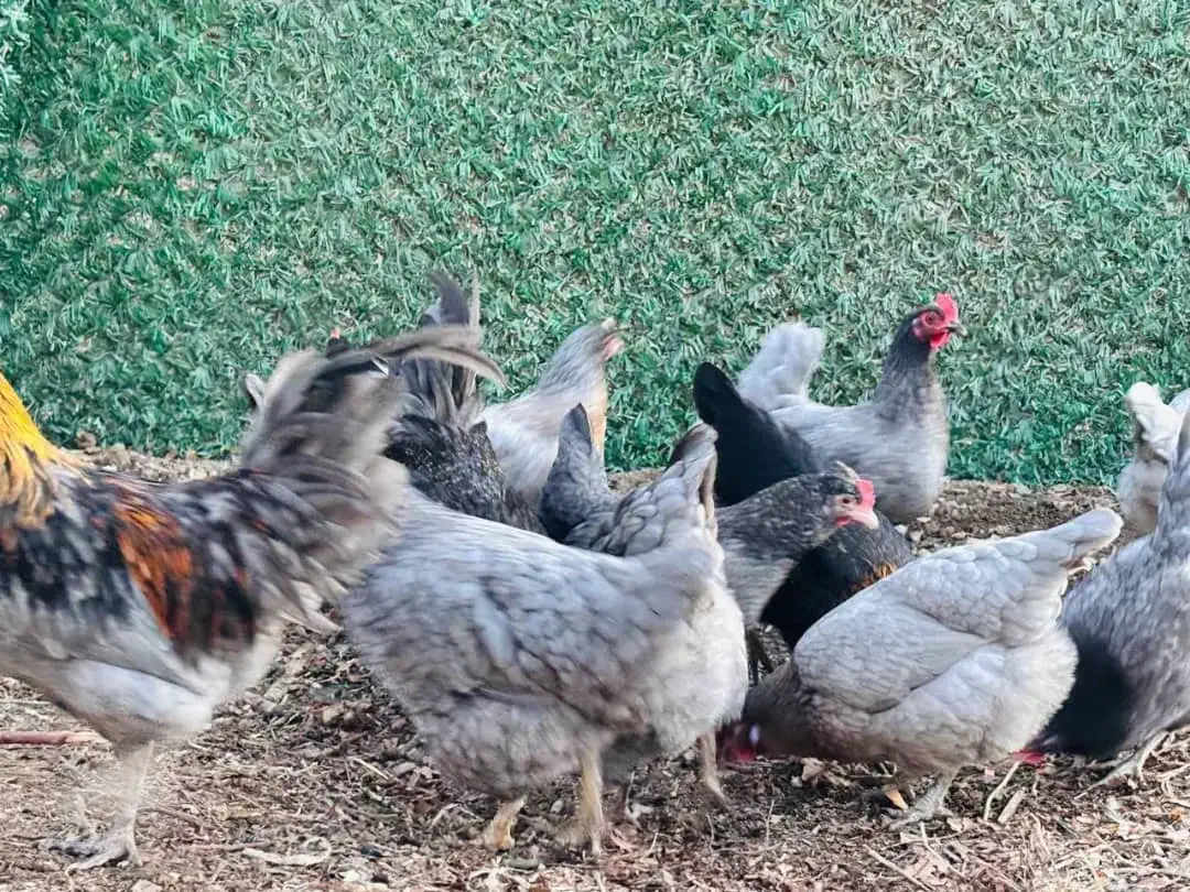 مرغ خروس طوسی ایسبار|حیوانات مزرعه|هشتگرد, تهران دشت|دیوار