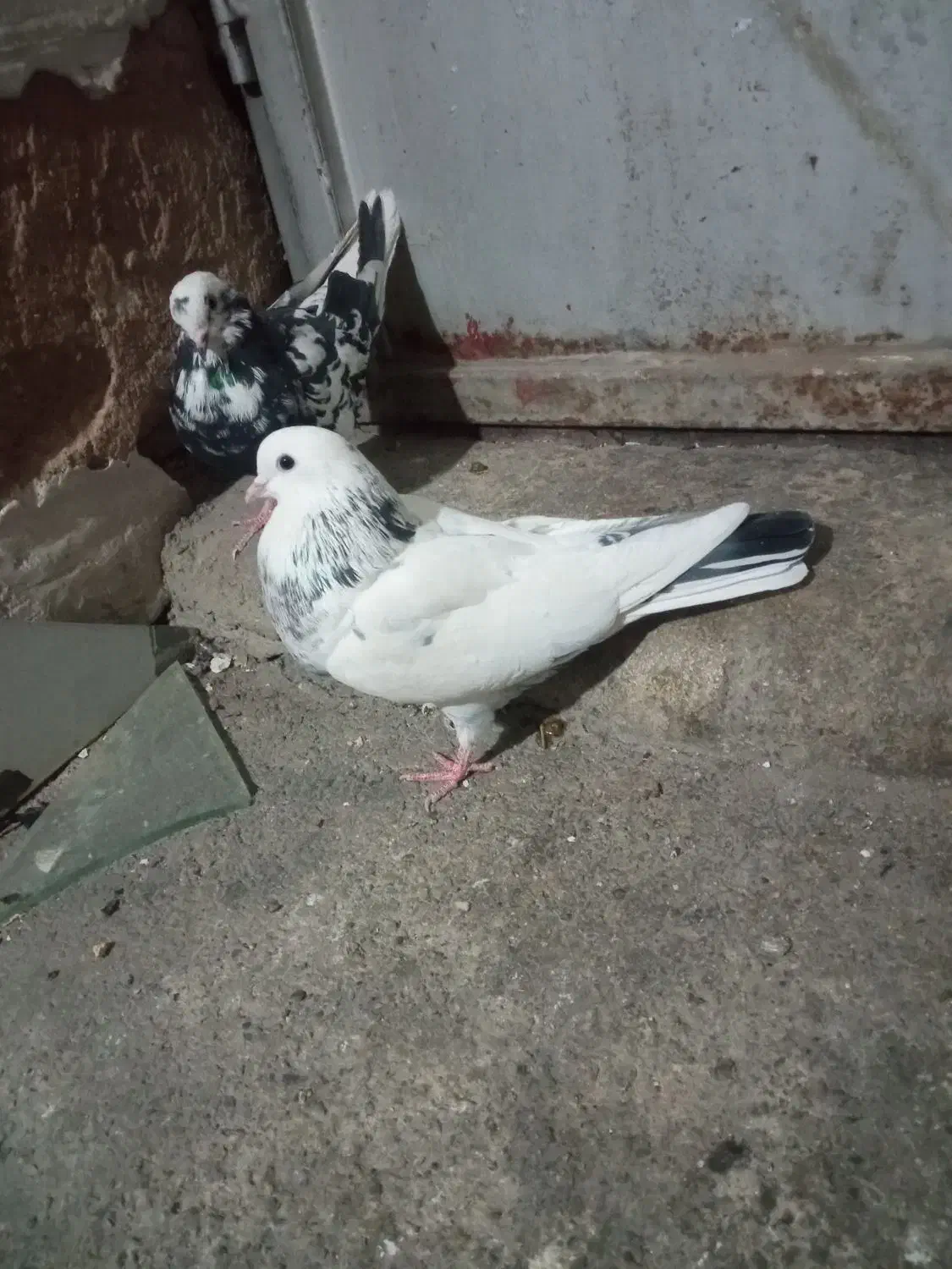 کبوتر|پرنده|بابا حیدر, |دیوار