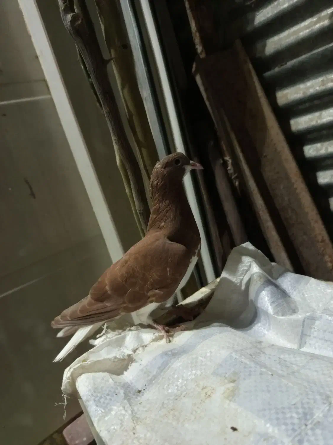 کفتر بهبونی|پرنده|مرودشت, ثبت احوال|دیوار