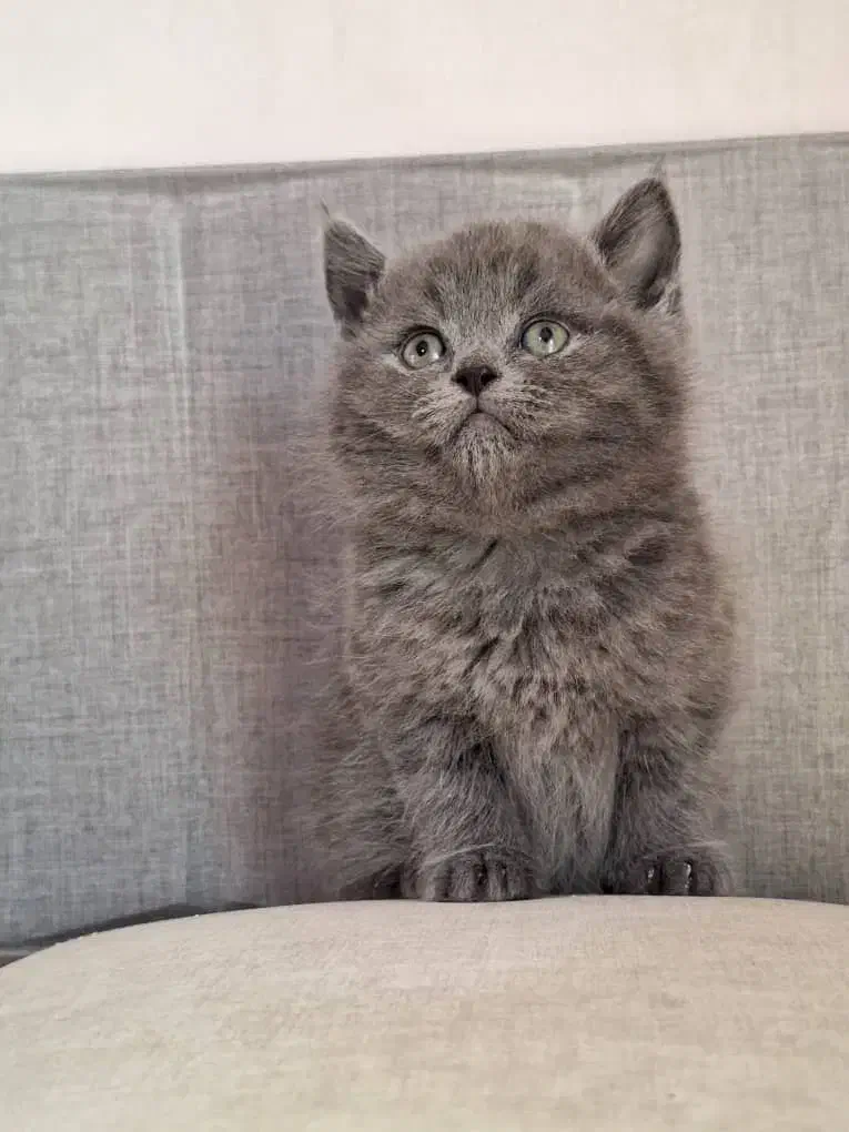 بچه گربه های زیبا و دلربا|گربه|آبادان, |دیوار