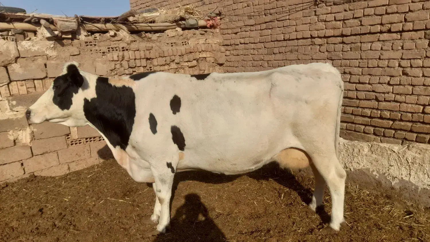 گاوشیری ابستن|حیوانات مزرعه|تربتحیدریه, بالا ولایت|دیوار